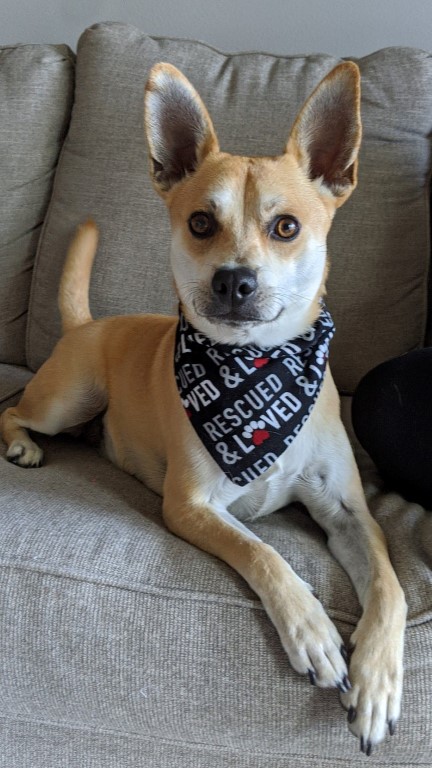 rescued and loved dog bandana