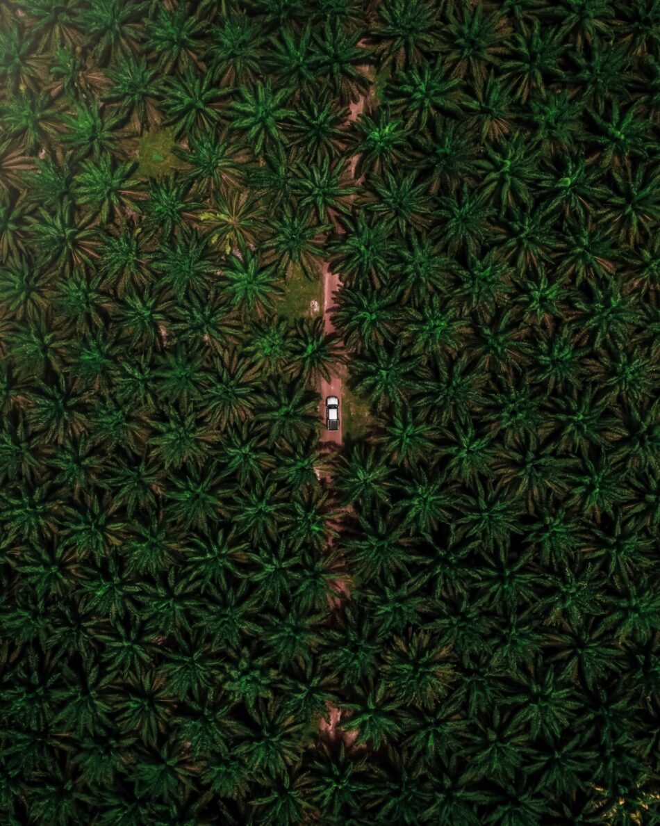 Aerial view of Palm oil trees